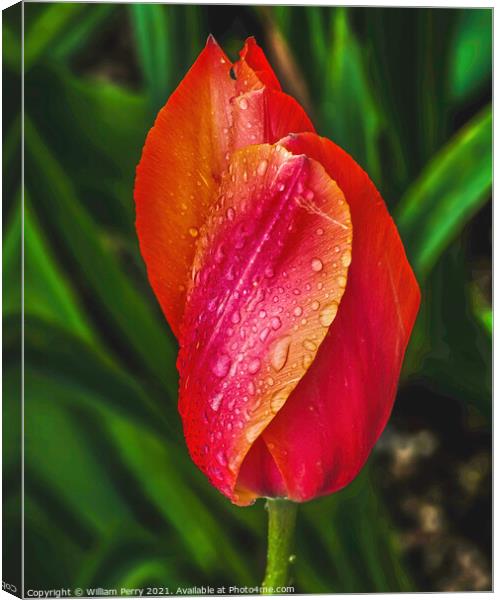 Pink Orange Tulip Flower Skagit Valley Washington State Canvas Print by William Perry