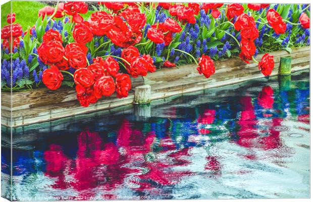 Red Tulips Blue Grape Hyacinty Reflection Skagit Valley Washingt Canvas Print by William Perry