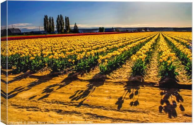 Yellow Tulip Fields with Shadows Canvas Print by William Perry