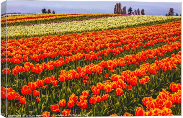Red Orange White Yellow Tulips Flowers Field Skagit Valley Washi Canvas Print by William Perry