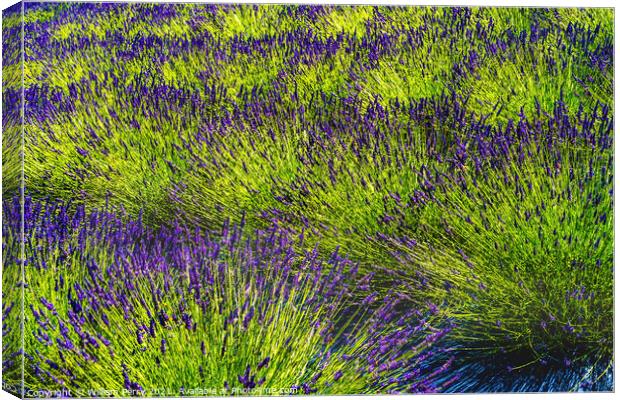 Purple Lavender Blossoms Blooming Patterns Abstract Washington  Canvas Print by William Perry
