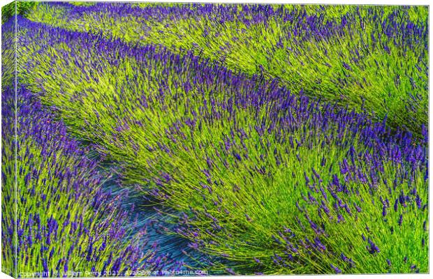 Purple Lavender Blossoms Farm Blooming Patterns Abstract Washing Canvas Print by William Perry