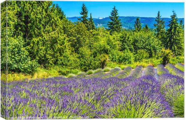 Purple Lavender Blossoms Blooming Farm Washington  Canvas Print by William Perry