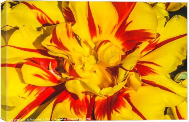 Yellow Red Monsella Tulip Blooming Macro Canvas Print by William Perry