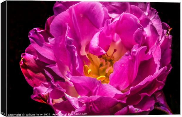 Pink Double Price Tulip Blooming Macro Canvas Print by William Perry