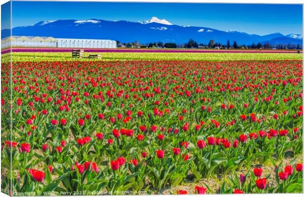 Colorful Red Tulips Farm Snowy Mount Baker Skagit Valley Washing Canvas Print by William Perry
