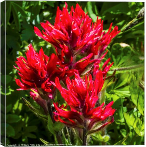 Magenta Indian Paintbrush Wildflower Mount Rainier Paradise Canvas Print by William Perry