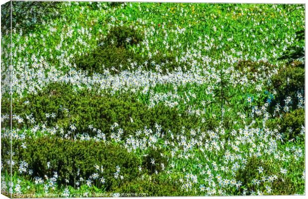 White Avalanche Lilies Wildflowers Mount Rainier Paradise Canvas Print by William Perry