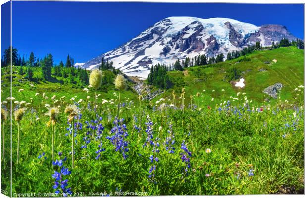 Bistort Lupine Wildflowers Paradise Mount Rainier National Park  Canvas Print by William Perry