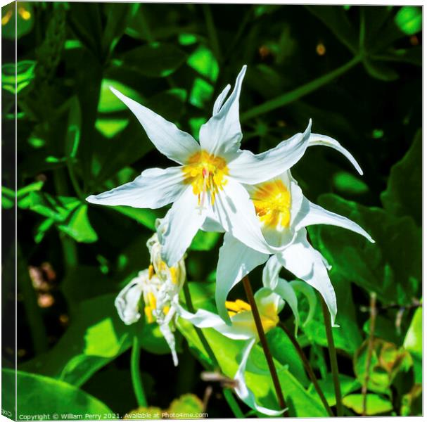 White Avalanche Lily Wildflower Mount Rainier Paradise Canvas Print by William Perry