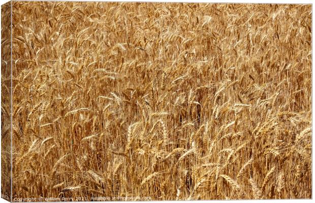 Ripe Wheat Field Palouse Washington State Canvas Print by William Perry
