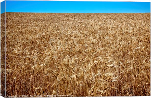 Ripe Wheat Field Blue Skies Palouse Washington State Canvas Print by William Perry