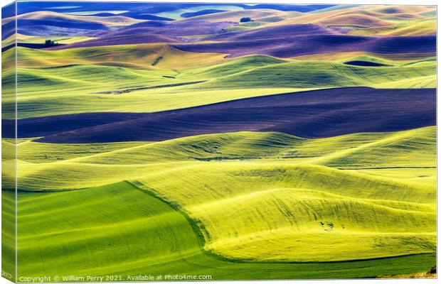 Green Wheat Fields Black Fallow Land Patterns and Farms Palouse  Canvas Print by William Perry