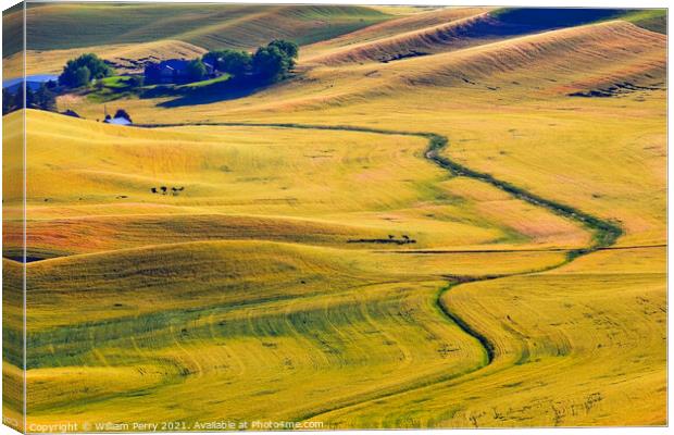 Yellow Green Wheat Grass Farm Road Patterns Palouse Washington Canvas Print by William Perry
