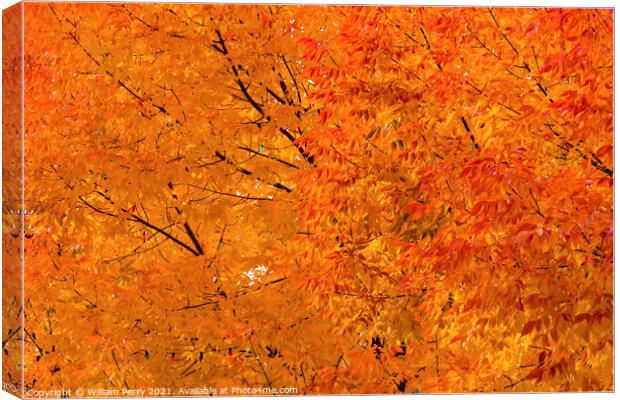 Orange Yellow Maple Leaves Fall Colors Leavenworth Washington Canvas Print by William Perry