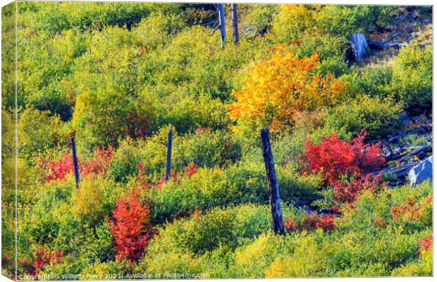 Fall Colors Mountain Sides Forest Leavenworth Washiington Canvas Print by William Perry