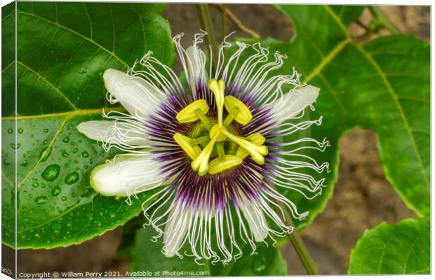 Purple White Yellow Passion Flower Moorea Tahiti Canvas Print by William Perry