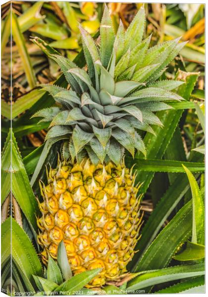 Pineapple Growing Field Moorea Tahiti Canvas Print by William Perry