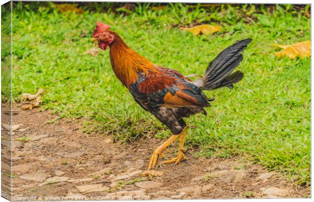 Red Junglefowl Rooster Moorea Tahiiti Canvas Print by William Perry
