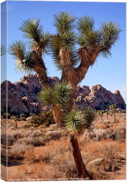 Many Branches Yucca  Brevifolia Mojave Desert Joshua Tree Nation Canvas Print by William Perry