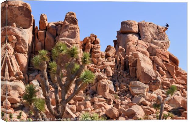 Rock Climb Yucca  Brevifolia Mojave Desert Joshua Tree National  Canvas Print by William Perry
