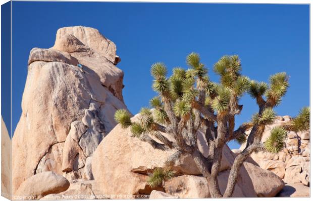 Rock Climb Yucca  Brevifolia Mojave Desert Joshua Tree National  Canvas Print by William Perry