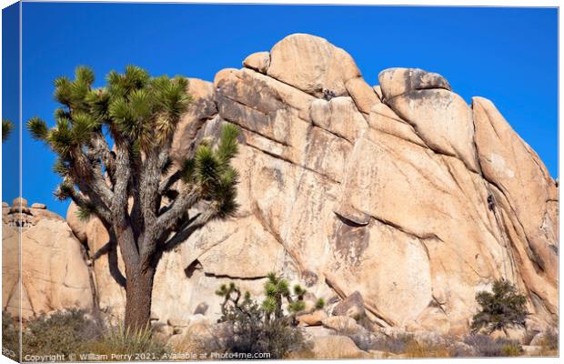 Rock Climb Yucca  Brevifolia Mojave Desert Joshua Tree National  Canvas Print by William Perry