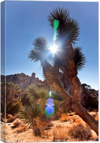 Sun Yucca  Brevifolia Sun Flare Mojave Desert Joshua Tree National P Canvas Print by William Perry