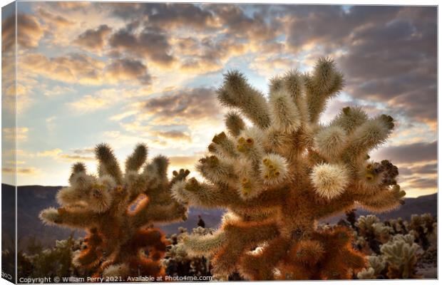 Cholla Cactus Garden Sunset Mojave Desert Joshua Tree National P Canvas Print by William Perry