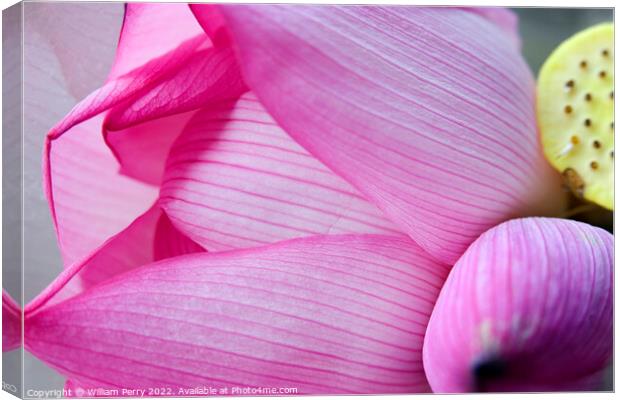 Pink Lotus Petal Bud Hong Kong Flower Market Canvas Print by William Perry