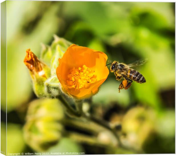 Flying Bee Yellow Hairy Indian Mallow Blooming Flying Bee Macro Canvas Print by William Perry