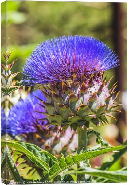 Blue Cardoon Thistle Blooming Bee Macro Canvas Print by William Perry