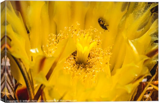 Yellow Blossom Compass Barrel Cactus Blooming Macro Canvas Print by William Perry