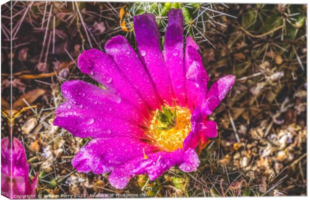 Pink Blossoms Echinocereus Hedgehog Cactus  Canvas Print by William Perry