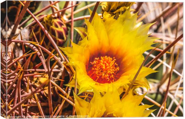 Yellow Blossom Fishhook Barrel Cactus Blooming Macro Canvas Print by William Perry