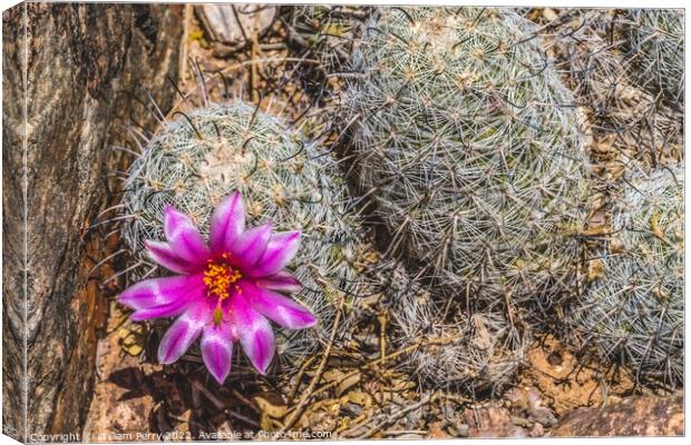 Pink Flower Graham's Nipple Pincushion Cactus Blooming Macro Canvas Print by William Perry