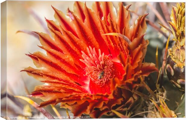 Red Blossom Insect Fishhook Barrel Cactus Blooming Macro Canvas Print by William Perry
