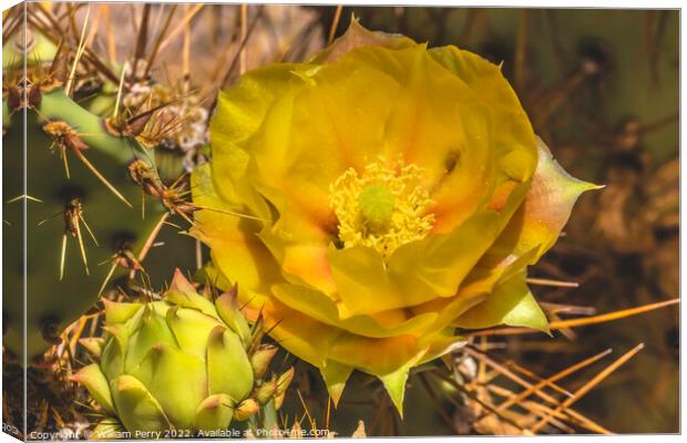 Yellow Orange Blossom Prickly Pear Cactus Blooming Macro Canvas Print by William Perry