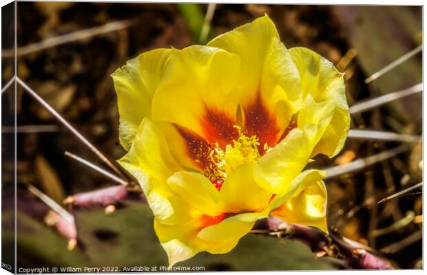 Yellow Red Blossom Eastern Prickly Pear Cactus Blooming Macro Canvas Print by William Perry