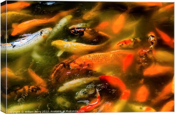 Orange Colorful Carp Koi Goldfish Yuyuan Shanghai China Canvas Print by William Perry