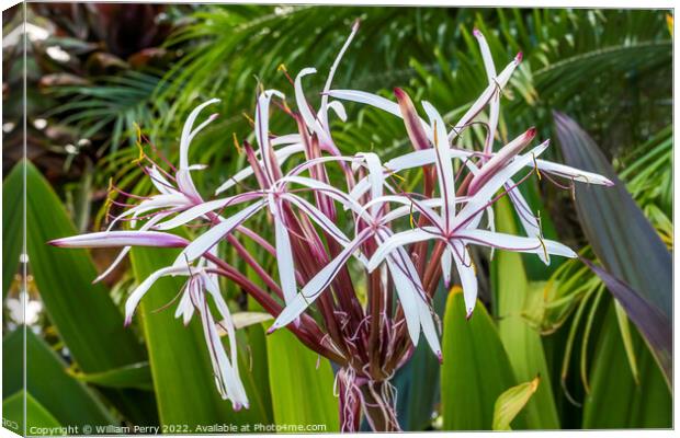 White Burgundy Giant Spider Lily Crinum Amabile Flowers Honlulu  Canvas Print by William Perry