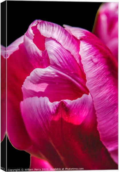 Pink White Darwin Tulip Blooming Macro Canvas Print by William Perry