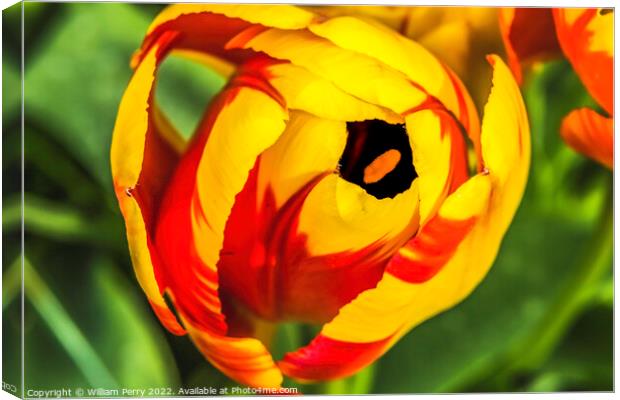 Red Yellow Banja Luka Tulip Blooming Macro Canvas Print by William Perry