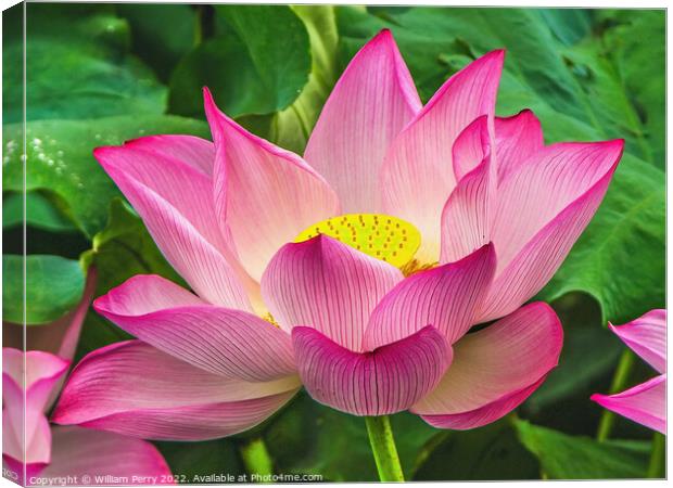 Pink Sacred Lotus Flower Blossom Canvas Print by William Perry