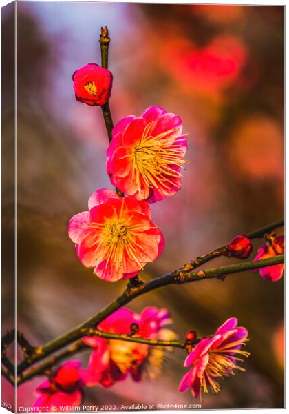Plum Blossoms Sunset West Lake Hangzhou Zhejiang China Canvas Print by William Perry