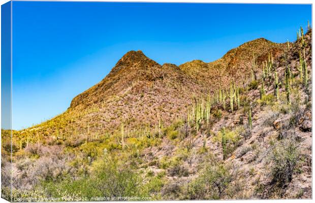 Cactus Sonoran Desert Saguaro National Park Tucson Arizona Canvas Print by William Perry