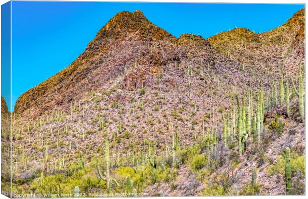 Mountains Cactus Sonoran Desert Saguaro National Park Tucson Ari Canvas Print by William Perry