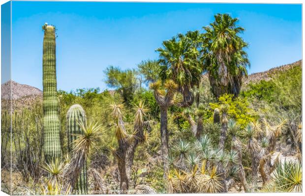 Cactus Plants Sonoran Desert Saguaro National Park Tucson Arizona Canvas Print by William Perry
