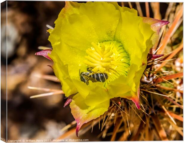 Bee Yellow Blossom Cholla Cactus Sonora Desert Tucson Arizona Canvas Print by William Perry