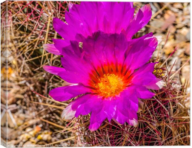 Pink Blossoms Rainbow Hedgehog Cactus Sonora Desert Tucson Canvas Print by William Perry